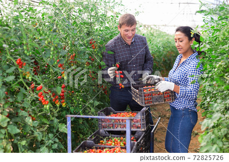 Farmer with Hispanic wife harvesting tomatoes in greenhouse 72825726