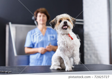 Havanese puppy waiting for grooming 72825727