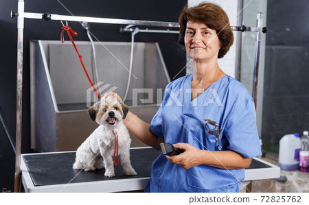 Female groomer with havanese puppy 72825762