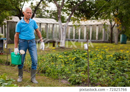 Senior farmer is watering vegetables in the garden 72825766