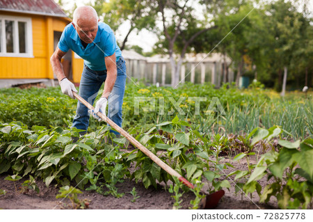 Farmer weeds potatoes with a hoe in the garden 72825778