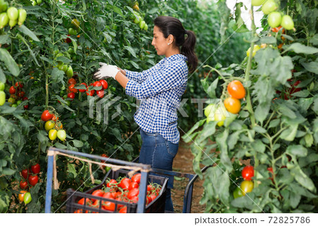 Latino woman farmer harvesting tomatoes in greenhouse Latino woman farmer harvesting tomatoes in greenhouse 72825786