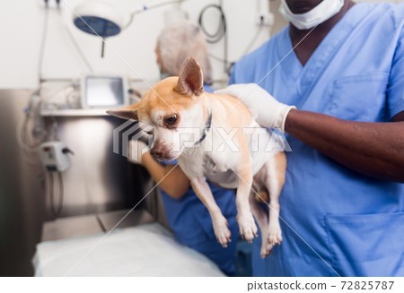 Man veterinarian holding a small dog in a veterinary clinic 72825787