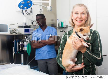 Woman holds her beloved dog chihuahua in her arms after being examined by a veterinarian 72825828