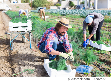 Skilled farmworker harvesting green dill on farm field Skilled farmworker harvesting green dill on farm field 72825888