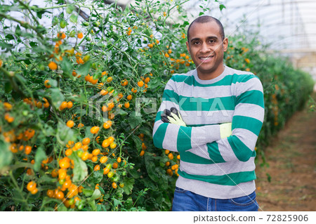 Confident Hispanic owner of greenhouse on plantation of tomatoes Confident Hispanic owner of greenhouse on plantation of tomatoes 72825906