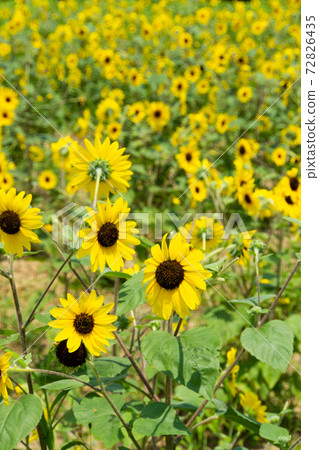 Sunflower field Sunflower field 72826435
