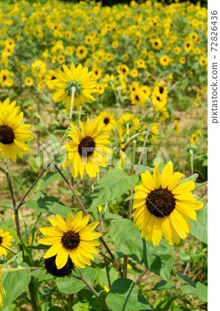 Sunflower field Sunflower field 72826436