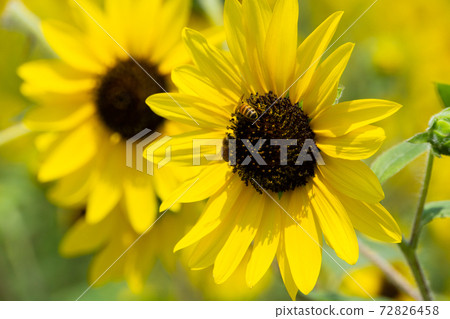 Sunflower field Sunflower field 72826458