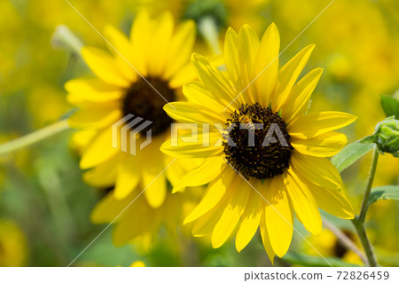 Sunflower field Sunflower field 72826459