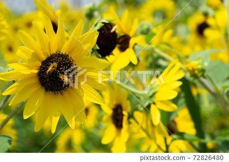 Sunflower field Sunflower field 72826480