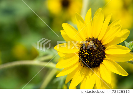 Sunflower field Sunflower field 72826515