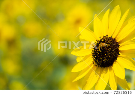 Sunflower field Sunflower field 72826516