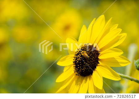 Sunflower field Sunflower field 72826517