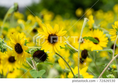 Sunflower field Sunflower field 72826530