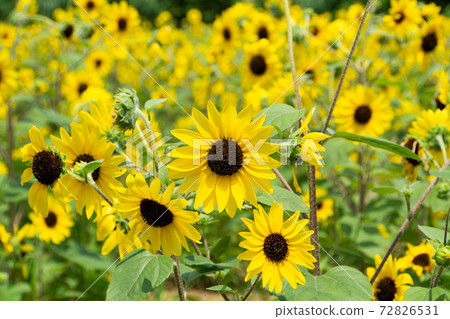 Sunflower field Sunflower field 72826531