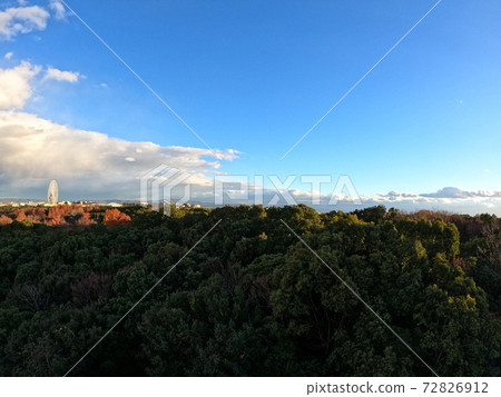 Forest and sky 72826912