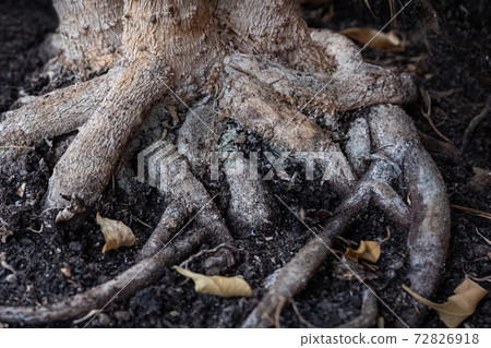 intertwined roots of plants on the ground surface intertwined roots of plants on the ground surface 72826918