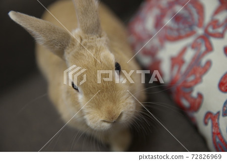 一隻兔子 72826969