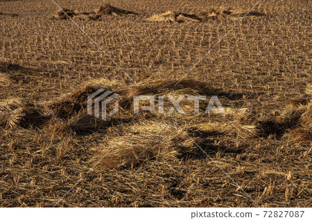 Winter rice fields and straw Winter rice fields and straw 72827087