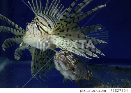 Lionfish, scorpionfish, areolate grouper, Lionfish Lionfish, scorpionfish, areolate grouper, Lionfish 72827364