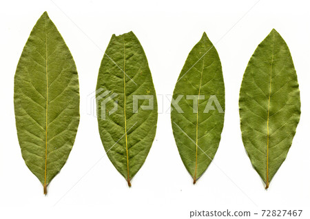 Daphne leaf, bay leaf, Laurus nobilis leaf, isolated on white background Daphne leaf, bay leaf, Laurus nobilis leaf, isolated on white background 72827467