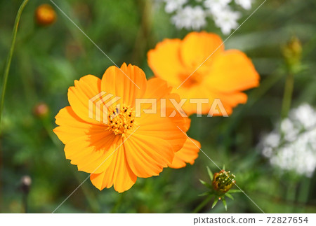 Kibana宇宙(黃色的花朵落櫻花) Kibana宇宙(黃色的花朵落櫻花) 72827654