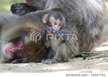 寶貝日本猴子在樹枝上咀嚼作為玩具 寶貝日本猴子在樹枝上咀嚼作為玩具 72827762