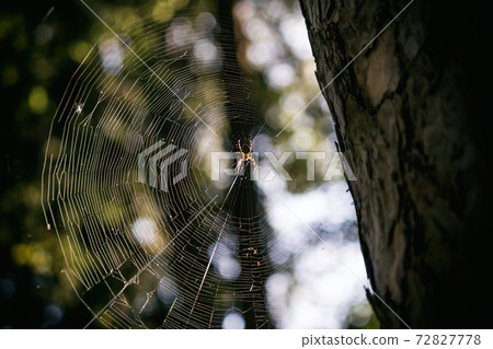 Big spider in the middle of a spider web in the forest 72827778