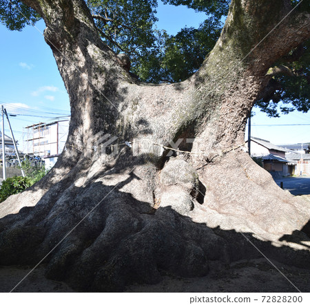 隱秘森林 72828200