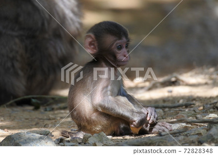 寶貝日本猴獨自一人坐在地上想著事 寶貝日本猴獨自一人坐在地上想著事 72828348