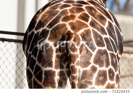 Giraffe's ass 72828435
