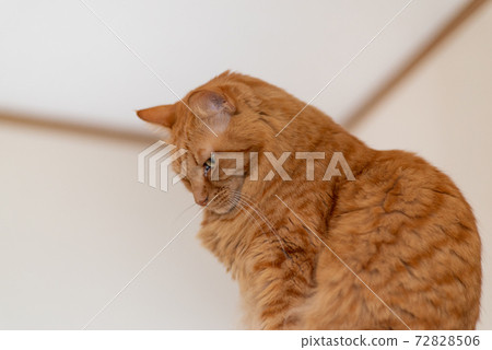 A staring cat, a tea tabby cat A staring cat, a tea tabby cat 72828506
