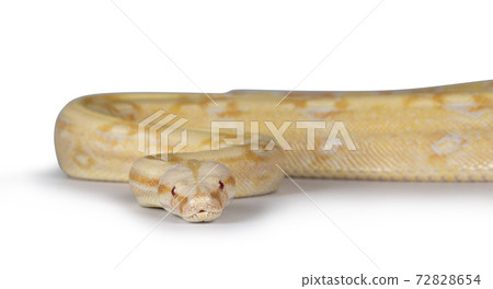 Albino Boa Constrictor snake on white 72828654
