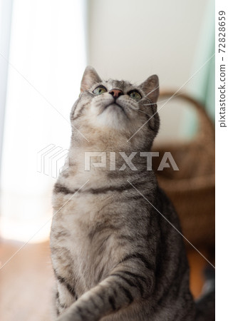 Cat looking up Sabatra cat Cat looking up Sabatra cat 72828659