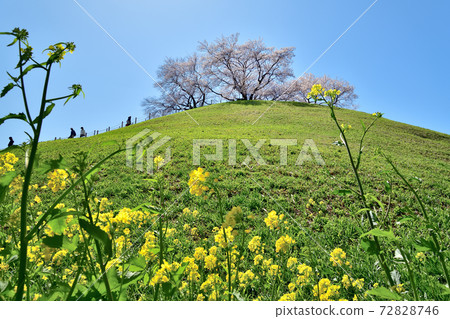 ita玉縣崎玉公園公園 72828746