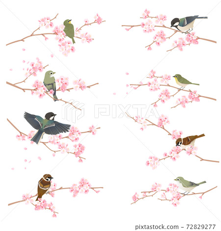 Vector illustration of cute wild birds (warblers, great tit, white-eye, sparrow) perching on a branch of cherry blossoms Vector illustration of cute wild birds (warblers, great tit, white-eye, sparrow) perching on a branch of cherry blossoms 72829277