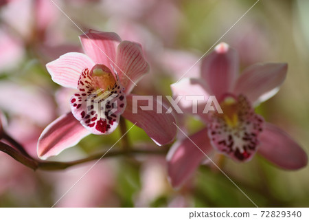Cymbidium Cymbidium 72829340