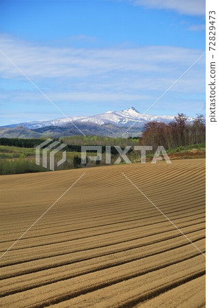 北海道“春天新雪谷/田野”風景（北海道新雪谷鎮） 72829473