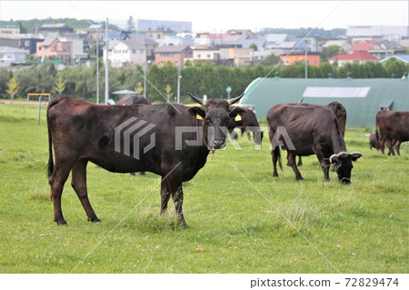 日本牛肉 72829474