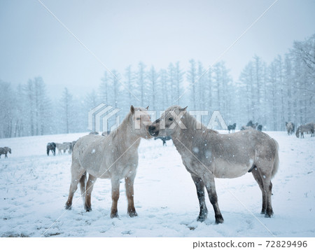 Hokkaido horse in winter 72829496