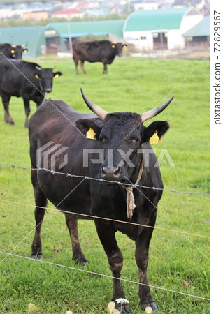Japanese beef Japanese beef 72829567