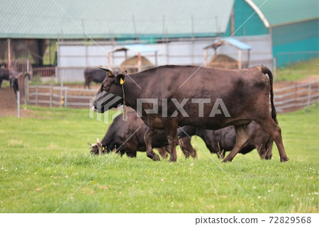 Japanese beef 72829568