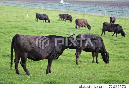 Japanese beef Japanese beef 72829570