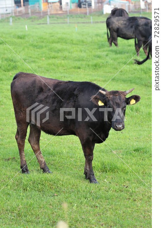 Japanese beef Japanese beef 72829571
