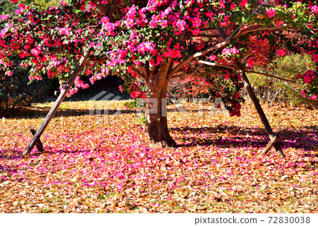 Sasanqua tree with scattered petals 72830038