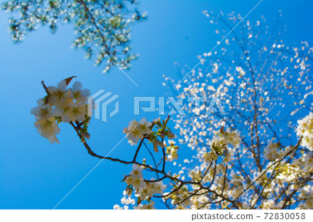 Cherry blossoms of Okutama Cherry blossoms of Okutama 72830058