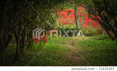 岐阜縣谷谷河堤Higanbana 岐阜縣谷谷河堤Higanbana 72830363