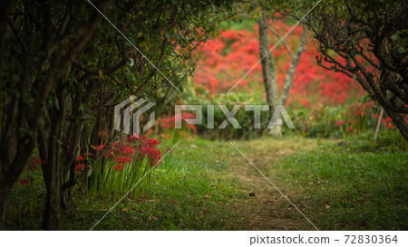 岐阜縣谷谷河堤Higanbana 岐阜縣谷谷河堤Higanbana 72830364