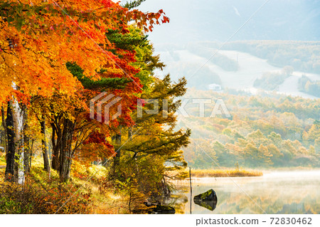 (Nagano Prefecture) Tateshina / Megami Lake, autumn leaves on the shore of the lake, dawn (Nagano Prefecture) Tateshina / Megami Lake, autumn leaves on the shore of the lake, dawn 72830462